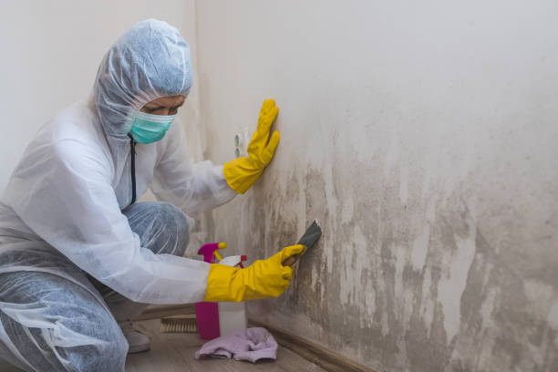 Best Mold Cleaning Services  in Saranap, CA