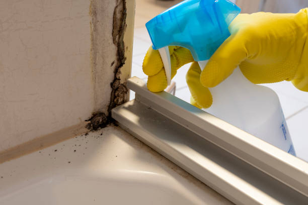 Best Toxic Mold Removal  in Saranap, CA