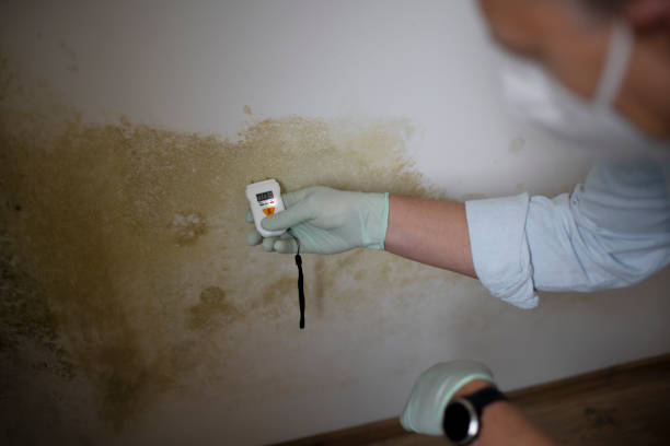 Mold Testing and Removal in Saranap, CA