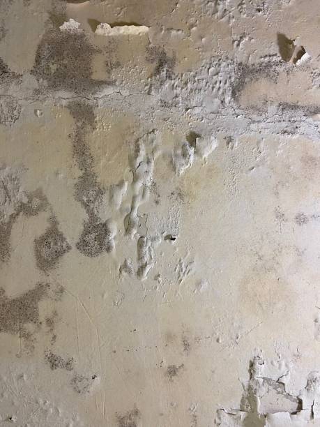 Best Attic Mold Removal  in Saranap, CA