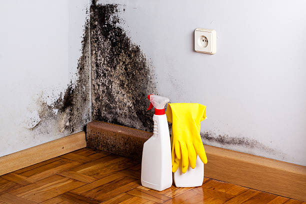 Best Professional Mold Removal  in Saranap, CA