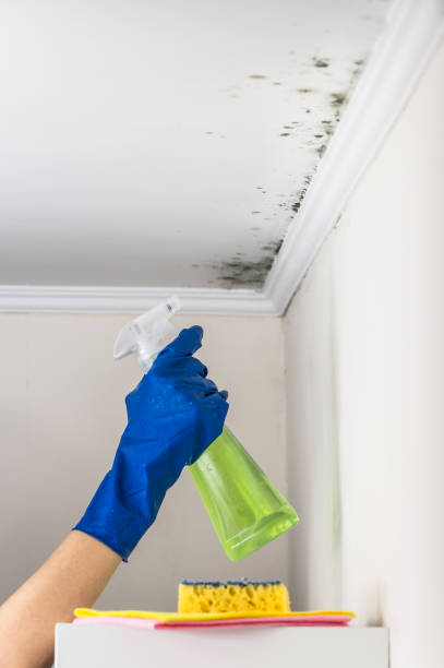 Best Mold Remediation Services  in Saranap, CA